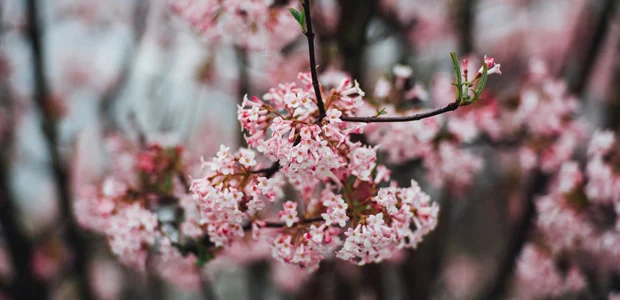 cherry blossom tree cherry blossom tree