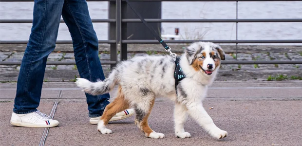 puppy walking on the lead puppy walking on the lead