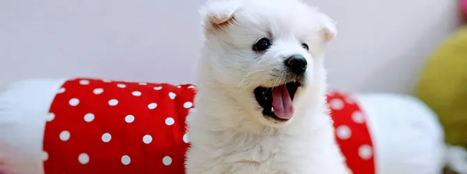 A puppy yawning A puppy yawning, showing their teeth. They are at around the right age for puppy teething.