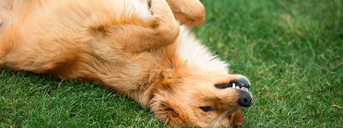 Dog rolling on grass Photo of a dog rolling on grass. If you are wondering "how do dogs get fleas" then rolling around like this is one way.