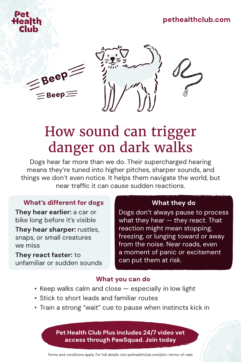 Pet Health Club infographic on dog hearing, and how it can cause dogs to startle Infographic on how sound can trigger danger on dog walks. Dogs have powerful hearing, which can mean they may bolt unexpectedly after hearing something undetectable to humans.