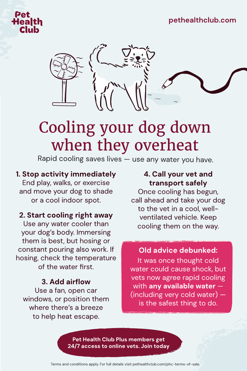 Pet Health Club infographic on cooling your dog down when they overheat An infographic on how to cool your dog down when they overheat, encouraging dog owners to use very cold water if available.
