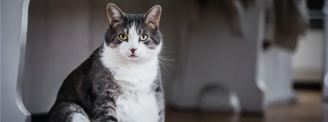 How much should a cat weigh? Average cat weight by breed Overweight cat lying on floor looking tired for article on how much should a cat weigh