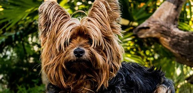 long-haired yorkie long-haired yorkie