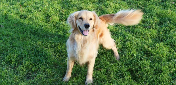 happy golden retriever wagging tail happy golden retriever wagging tail