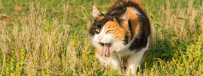 Calico cat vomiting outdoors A cat being sick outdoors — sometimes cats eat grass to induce vomiting.