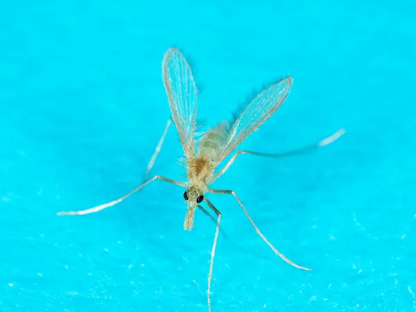 Close-up image of a Phlebotomus sandfly, the insect responsible for causing Leishmaniasis symptoms in dogs Image of a Phlebotomus sandfly — ©US Department of Agriculture, photo by Stephen Ausmus