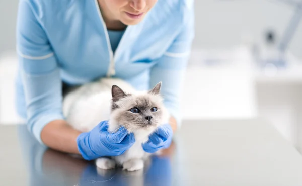 white cat having a routine health check white cat having a routine health check