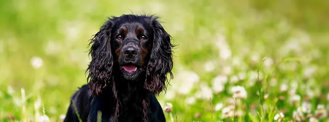 Cocker Spaniel | Owner's Guide brown cocker spaniel in field