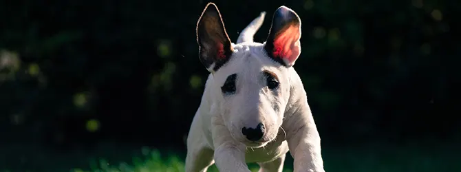 English Bull Terrier | Owner's Guide white bull terrier with tongue out