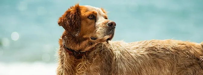 How do dogs sweat? Image of a dog with a thick coat, accompanying an article on the question "Do dogs sweat?".
