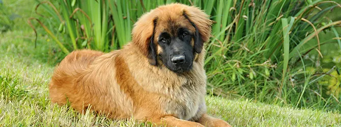 Leonberger | Owner's Guide two leonbergers gazing at camera