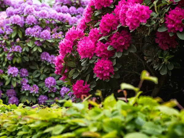 What plants are toxic to cats What plants are toxic to cats