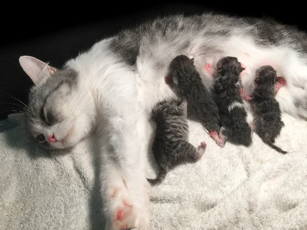 Mother cat and kittens feeding with feline panleukopenia Mother cat and kittens feeding with feline panleukopenia