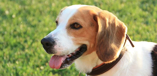 beagle-body-1.jpg close-up photo of a beagle in a park