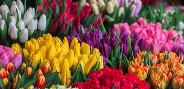 colourful tulips colourful tulips
