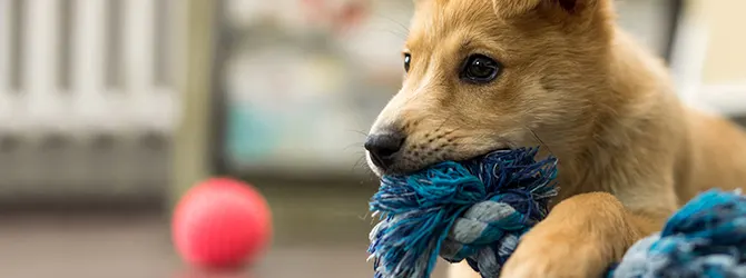 Puppy Vaccinations - All You Need to Know puppy with chew toy for article on puppy vaccinations