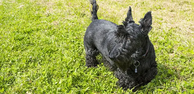 scottish terrier on grass on sunny day scottish terrier on grass on sunny day