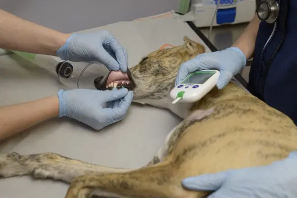 dog-teeth-bloods.jpg dog having tooth exam