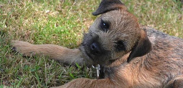 cute border terrier on grass cute border terrier on grass