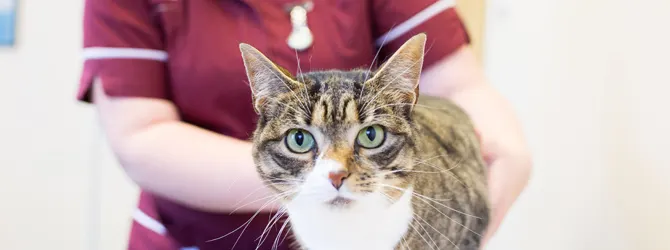 Cancer In Cats - Signs, Types & Treatment A Cat having a veterinary examination