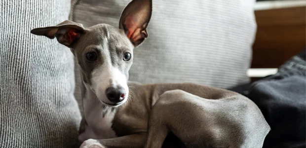 Italian Greyhound sitting on sofa Italian Greyhound sitting on sofa