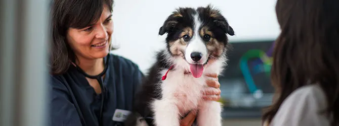 Tapeworm In Dogs: Canine Parasite Prevention a dog having an appointment at the veterinary clinic