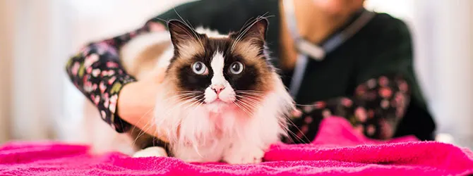 Tapeworm In Cats: Feline Parasite Prevention cat having a veterinary examination