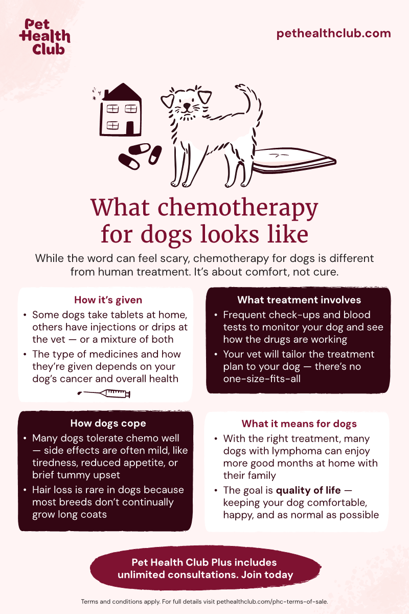Pet Health Club infographic on what chemotherapy for dogs looks like Infographic on what chemotherapy for dogs looks like, helping owners better understand this common treatment for lymphoma in dogs.