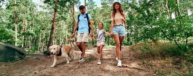A young family walking in their woods with a Labrador Retriever Photo of a young family, with mum, dad, and a young daughter, accompanied by their dog. What's the best family dog for your family?