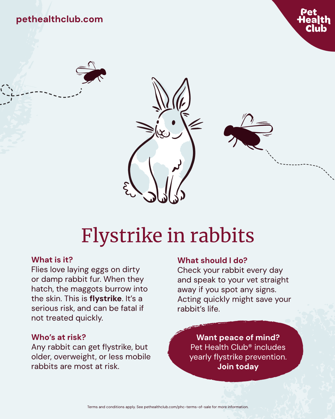 Pet Health Club infographic on flystrike in rabbits Infographic on flystrike in rabbits, explain what flystrike is, which rabbits are at risk, and what rabbit owners should do.