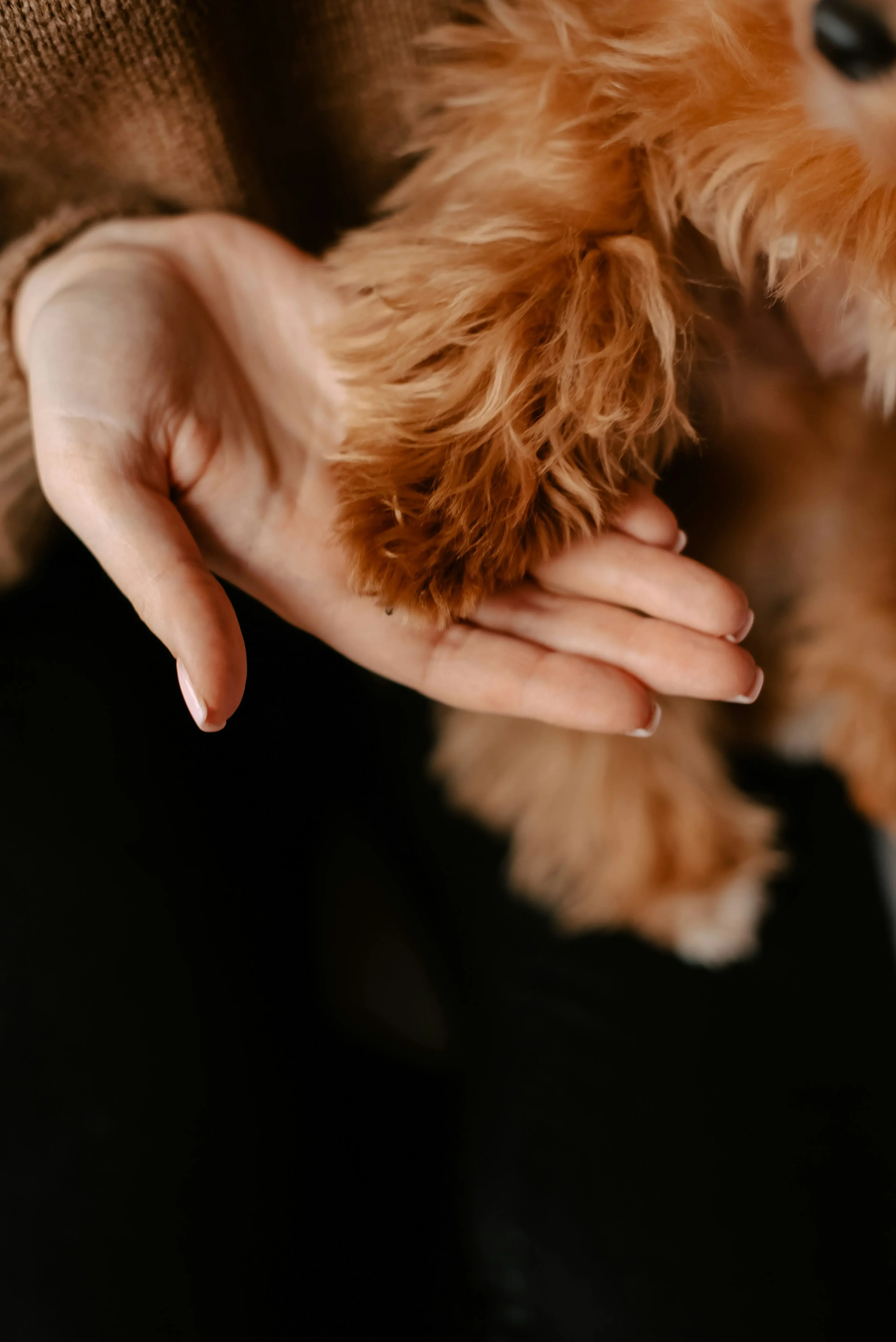 kateryna-hliznitsova-8c5ROf101fE-unsplash (1) dog paw in owner's hand