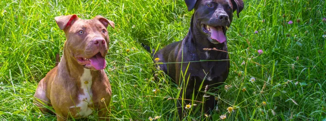 Two American XL Bully dogs in a grassy park Close-up of a muzzled American Bully XL dogs