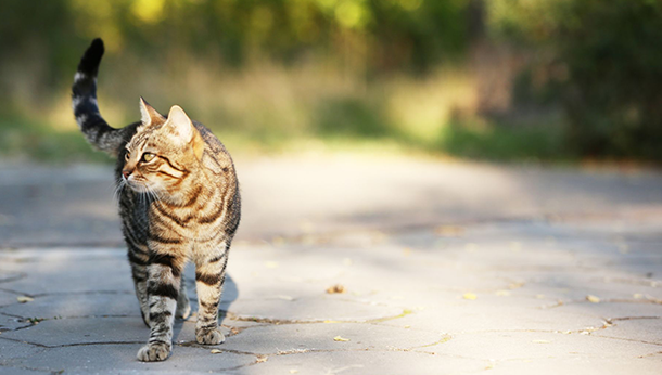 Tabby cat exploring outside Cats tend to wander, which is why we microchip them. This tabby cat is exploring the outdoors, but if he gets lost he can be reunited with his family thanks to his chip.