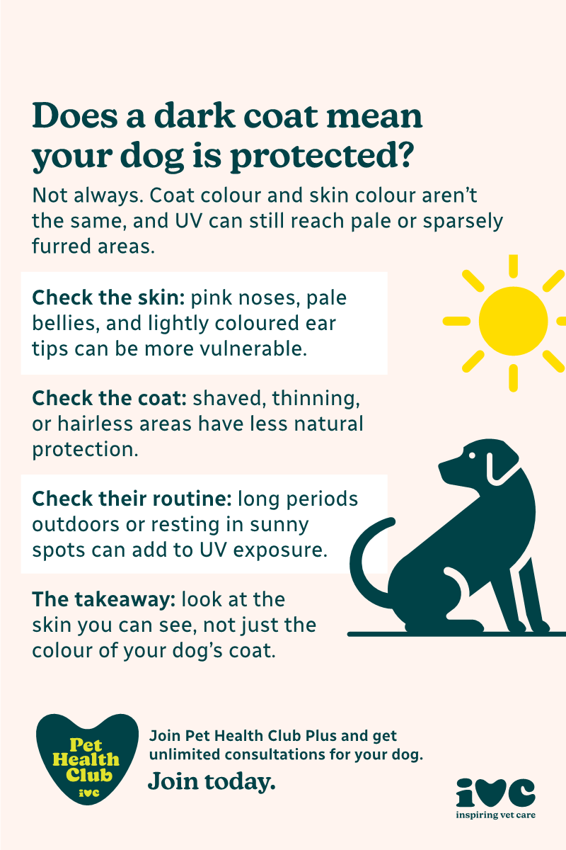 Dogs with dark fur and sunburn infographic If your dog has darker fur, does this make them less likely to catch sunburn? Sometimes, but not always. This infographic covers when your darker-coated dog may still benefit from sunscreen.