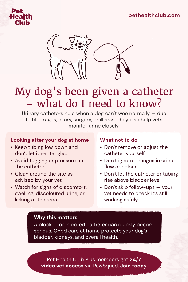Pet Health Club infographic on what to do when your dog has been given a catheter Pet Health Club infographic on what to do when your dog has been given a catheter. Catheters can help dogs who struggle to urinate, as well as let vets keep a close eye on a dog's urine.
