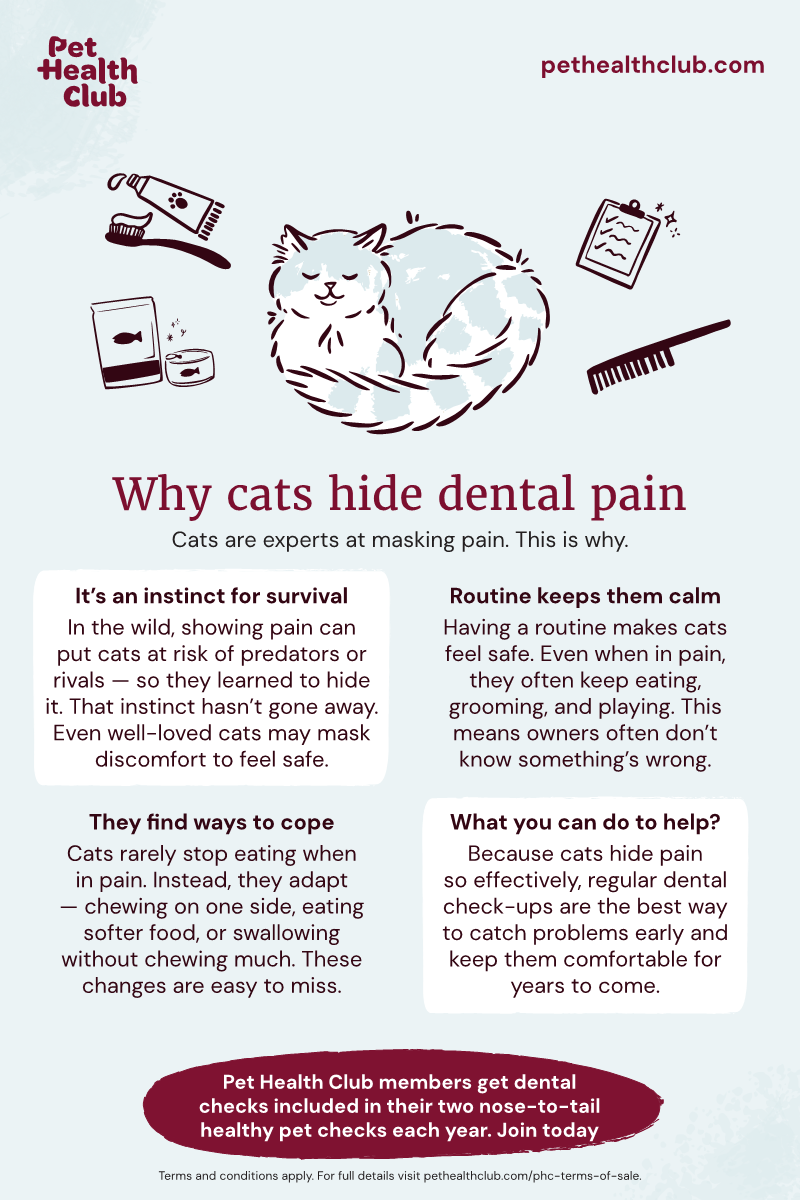 Pet Health Club infographic on why cats hide dental pain Infographic outlining why cats hide dental pain (it's usually a survival instinct they evolved to have).