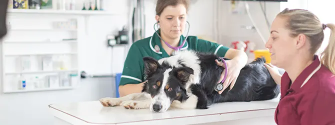 Dog Neutering And Spaying Advice image of dog with vet for article on signs your dog needs to be neutered