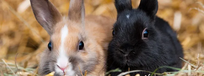Rabbit Dental Hygiene - Rabbit Teeth Care cute brown and white rabbit
