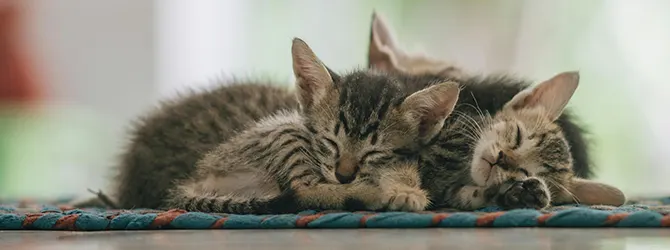 Young kittens cuddling Photo of two young kittens asleep next to one another, accompanying an article on worms in kittens