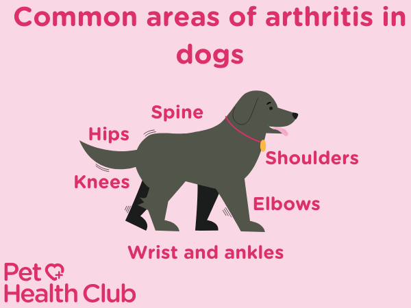 infographic showing common areas of arthritis in dogs infographic showing common areas of arthritis in dogs