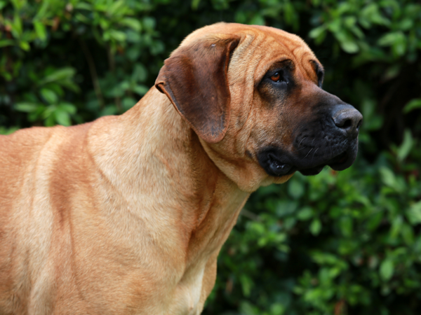 Banned dog breed Japanese Tosa Banned dog breed Japanese Tosa