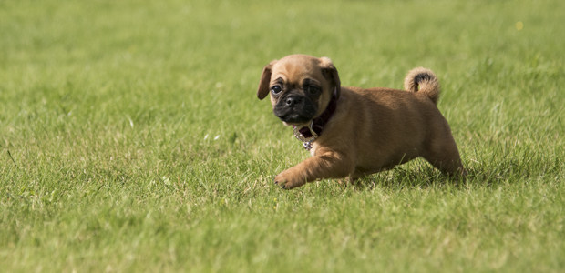 Jug puppy in a field