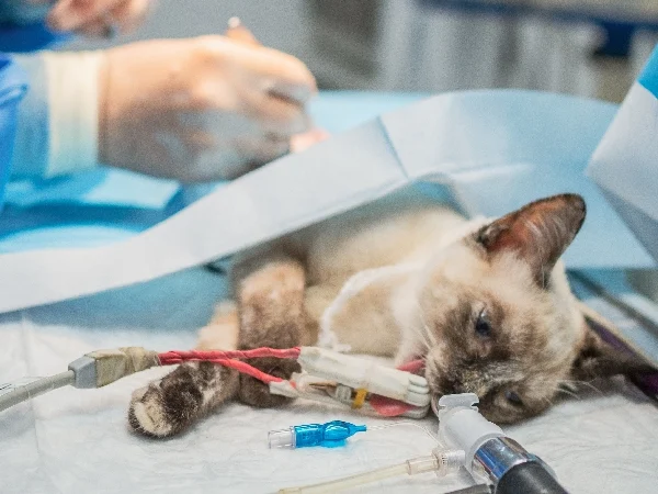 image for article on hyperthyroidism in cats treatment image for article on hyperthyroidism in cats treatment