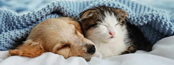 A puppy and kitten snoozing under a duvet cover A puppy and a kitten together underneath a blanket