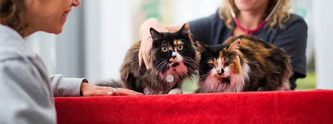 Cat Hyperthyroidism: Symptoms & Care image of cats for article on hyperthyroidism in cats