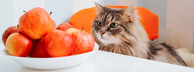 A cat looking at a bowl of apples Photo of a cat looking at a bowl of apples. When it comes to what fruits cats can eat, there are a number of safe options.