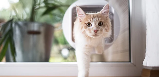 cat going through cat flap cat going through cat flap