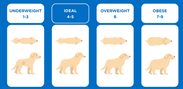 Infographic on ideal dog weight Infographic on ideal dog weight