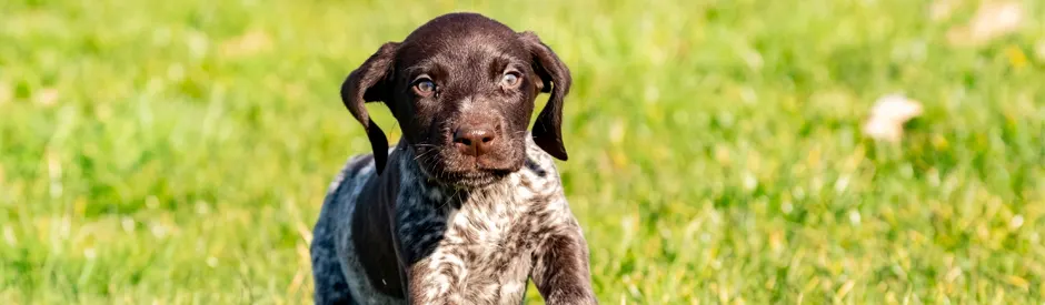 Why Does My Puppy Have Dandruff brown and white pointer puppy